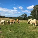 Ferndene Holiday home